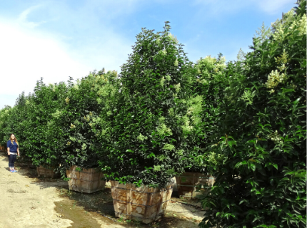 Japanese Privet trees for Privacy hedges