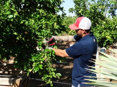 Pruning