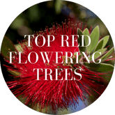 Top Red Flowering Trees