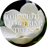Top White Flowering Trees