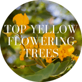 Top Yellow Flowering Trees