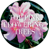 Top Pink Flowering Trees