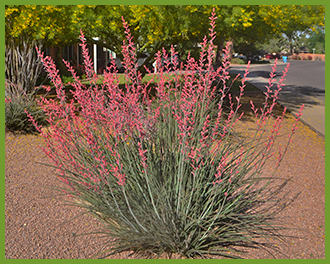 Red-Yucca.png