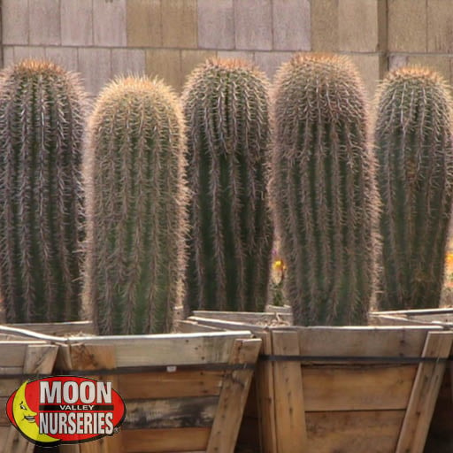 SAGUARO NURSERY