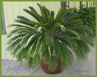 Sago-palm-1.png