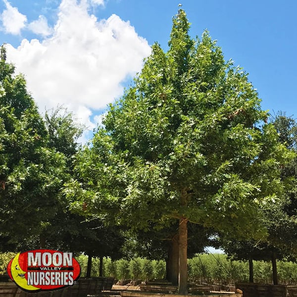 Shumard Oak oak tree moon valley nurseries