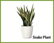 Snake-Plant.png