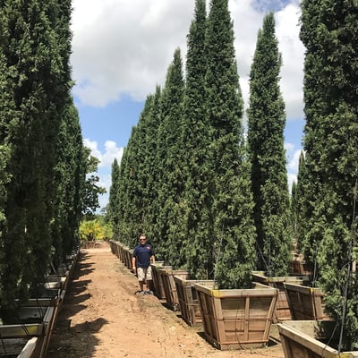 Italian Cypress-2