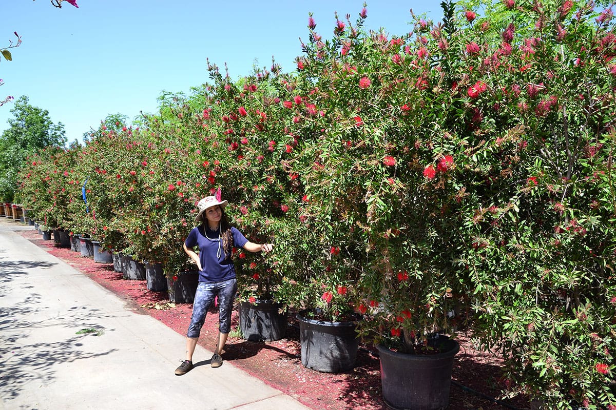 bottlebrush hedge nursery row