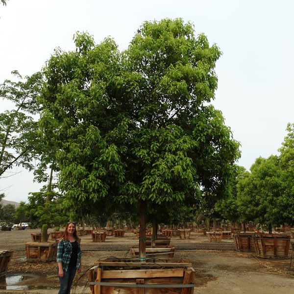 camphor tree in nursery