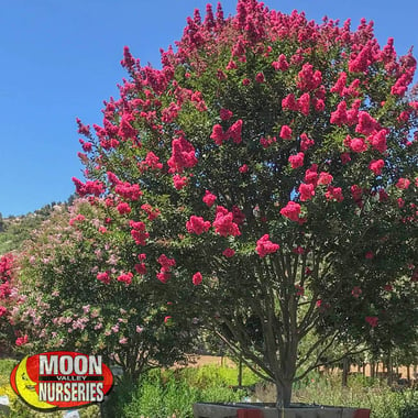 crape myrtle tree for sale at moon valley nurseries-4 pink flowering tree