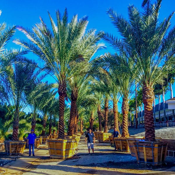 date palms moon valley nurseries