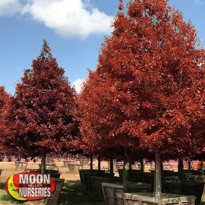 shumard oak tree in container at moon valley nurseries farm