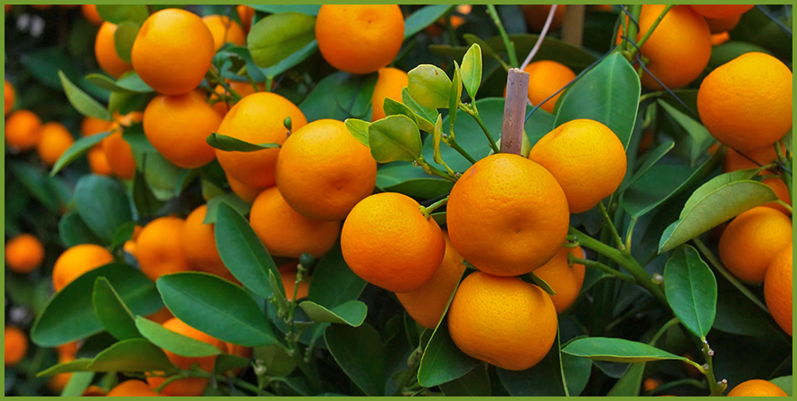 Oranges-2