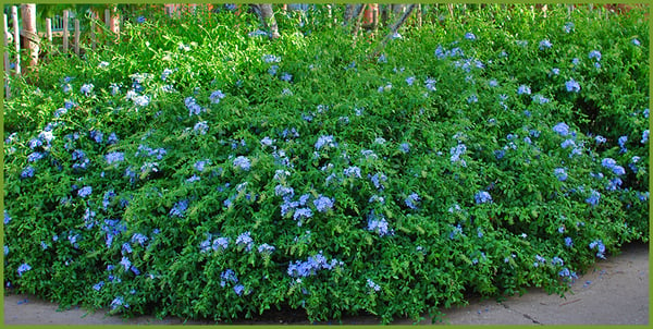 Plumbago-Large-5