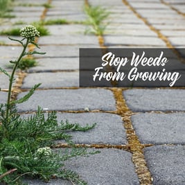Stop Weeds From Growing 1.1 3.2023