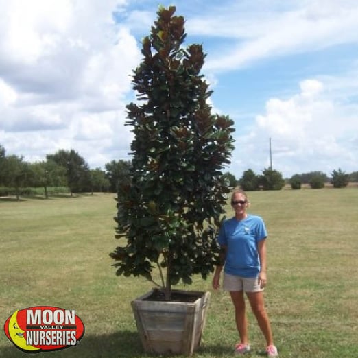 Magnolia Trees 7 Elegant Magnolias for Any Texas Landscape