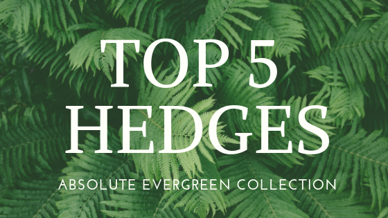 TOP 5 HEDGES