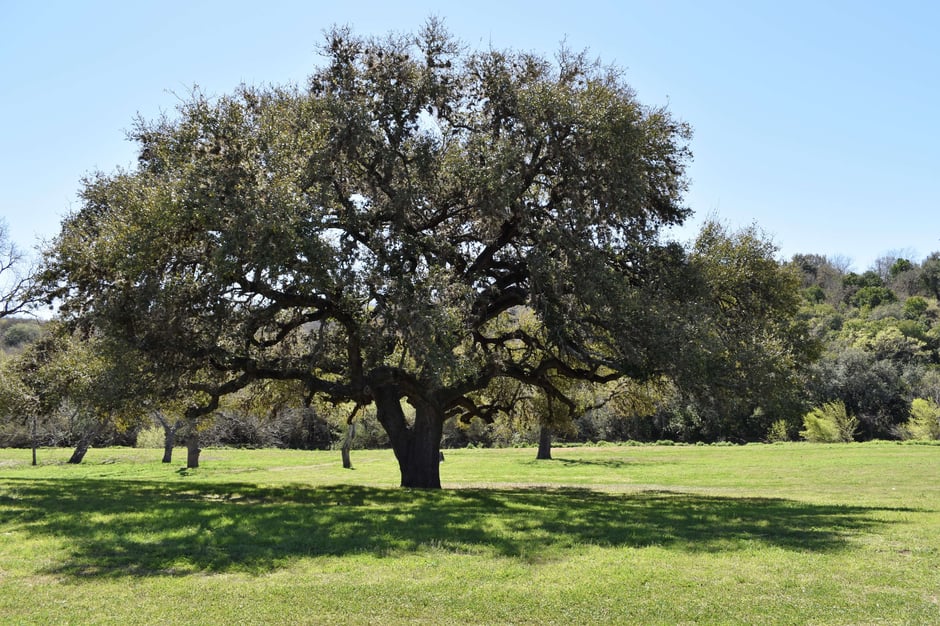 Texas Native Trees That Can Thrive in Austin’s Hot Weather