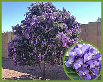 Texas-Mountain-Laurel.png