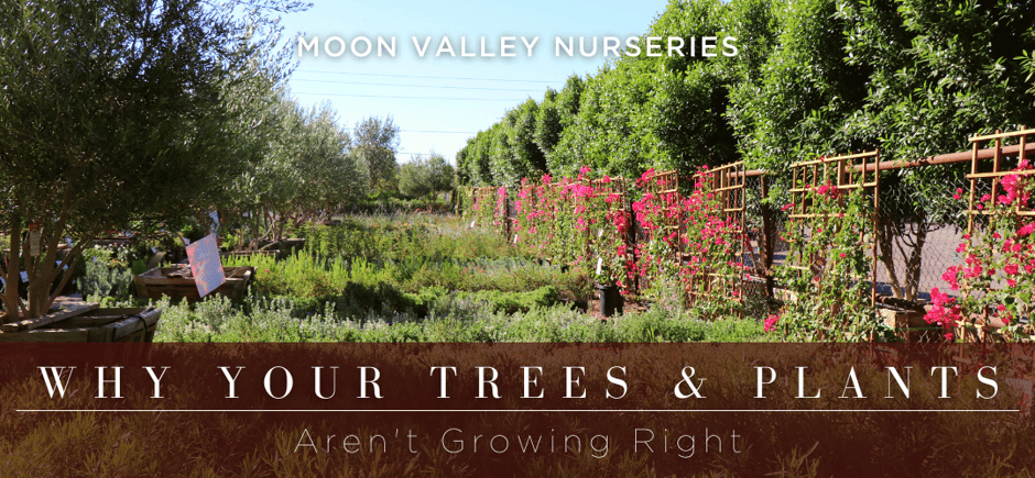 Why your trees and plants may not be growing well