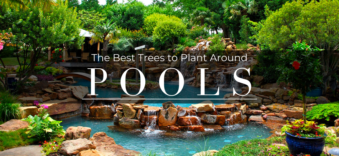 The Best Trees to Plant Around Pools