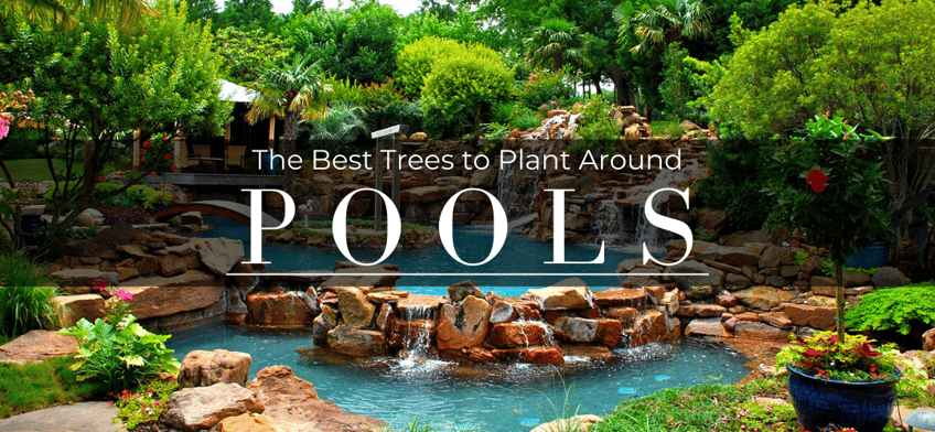 The Best Trees to Plant Around