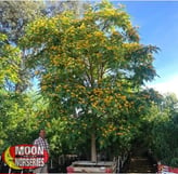 Tipu Trees at Moon Valley Nurseries