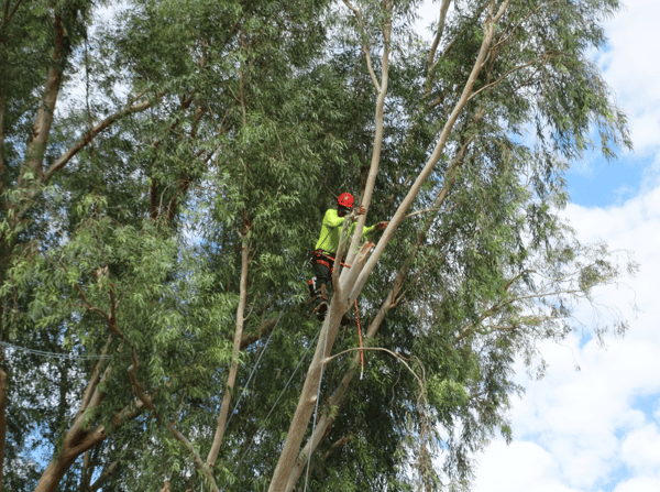 Tree Care