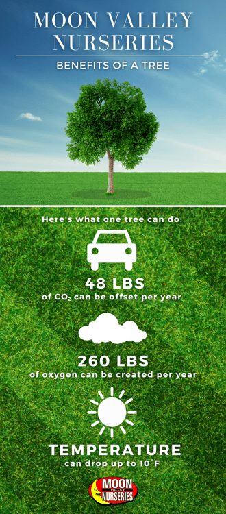 Tree Planting Infographic-1