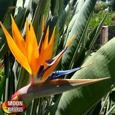 tropical bird of paradise up close 