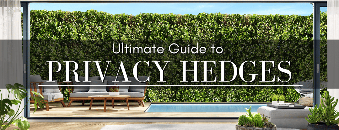 Ultimate Guide to PRIVACY HEDGES (3)