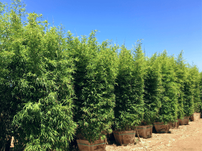 Golden bamboo for sale at moon valley nurseries