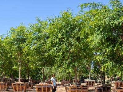 Tipu tree for sale at moon valley nurseries farms