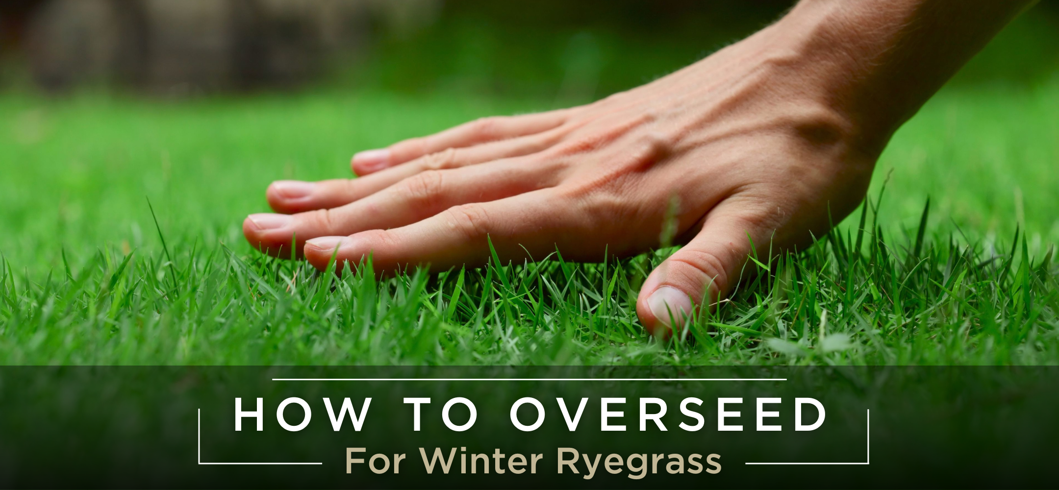 Overseeding winter rygrass
