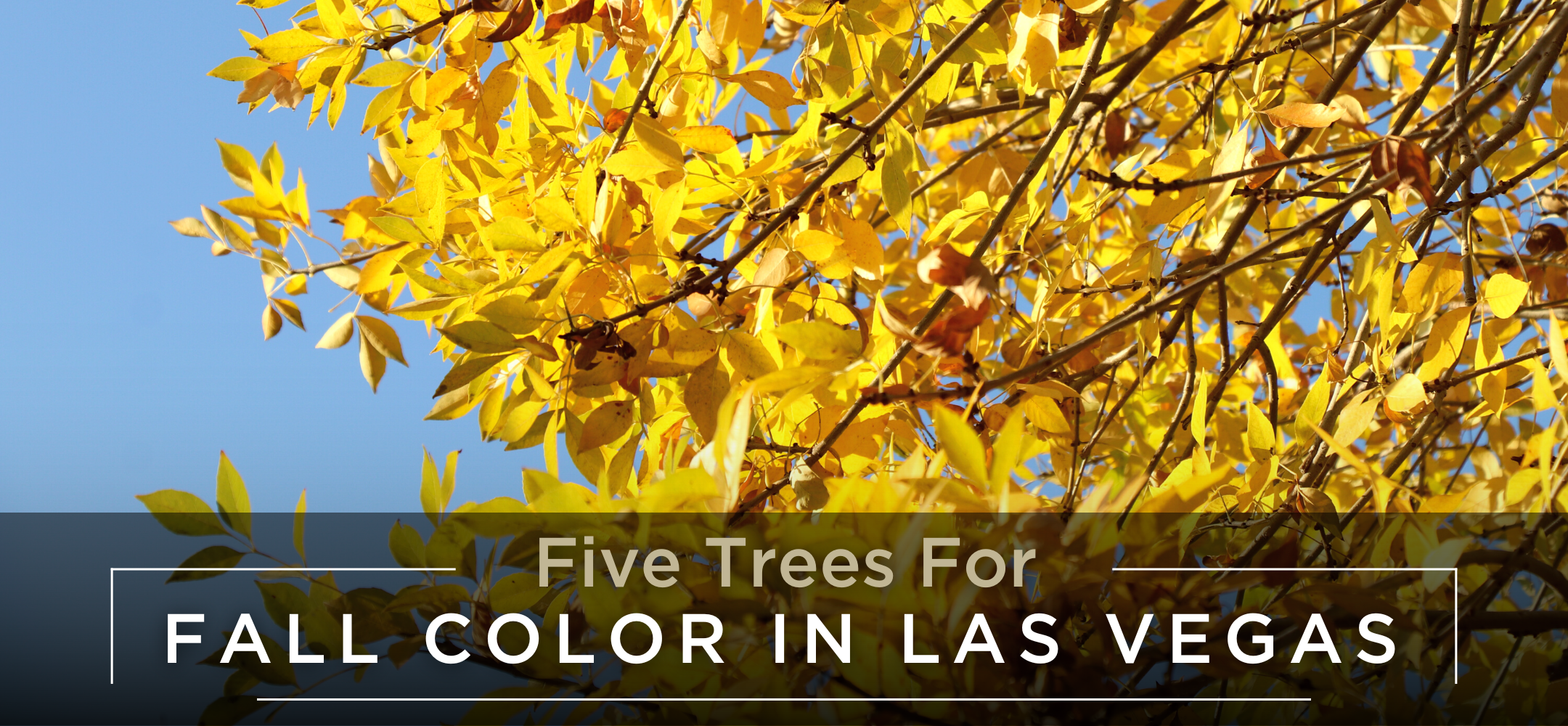 Ash tree with fall color - header- trees for fall color in las vegas