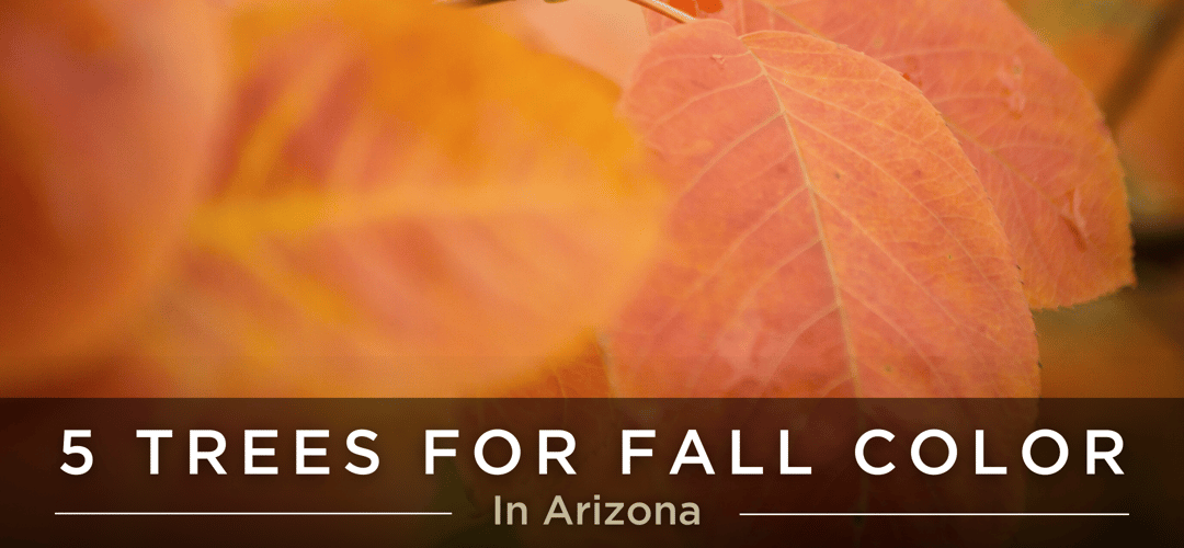 Five Trees for Fall Colors in Arizona