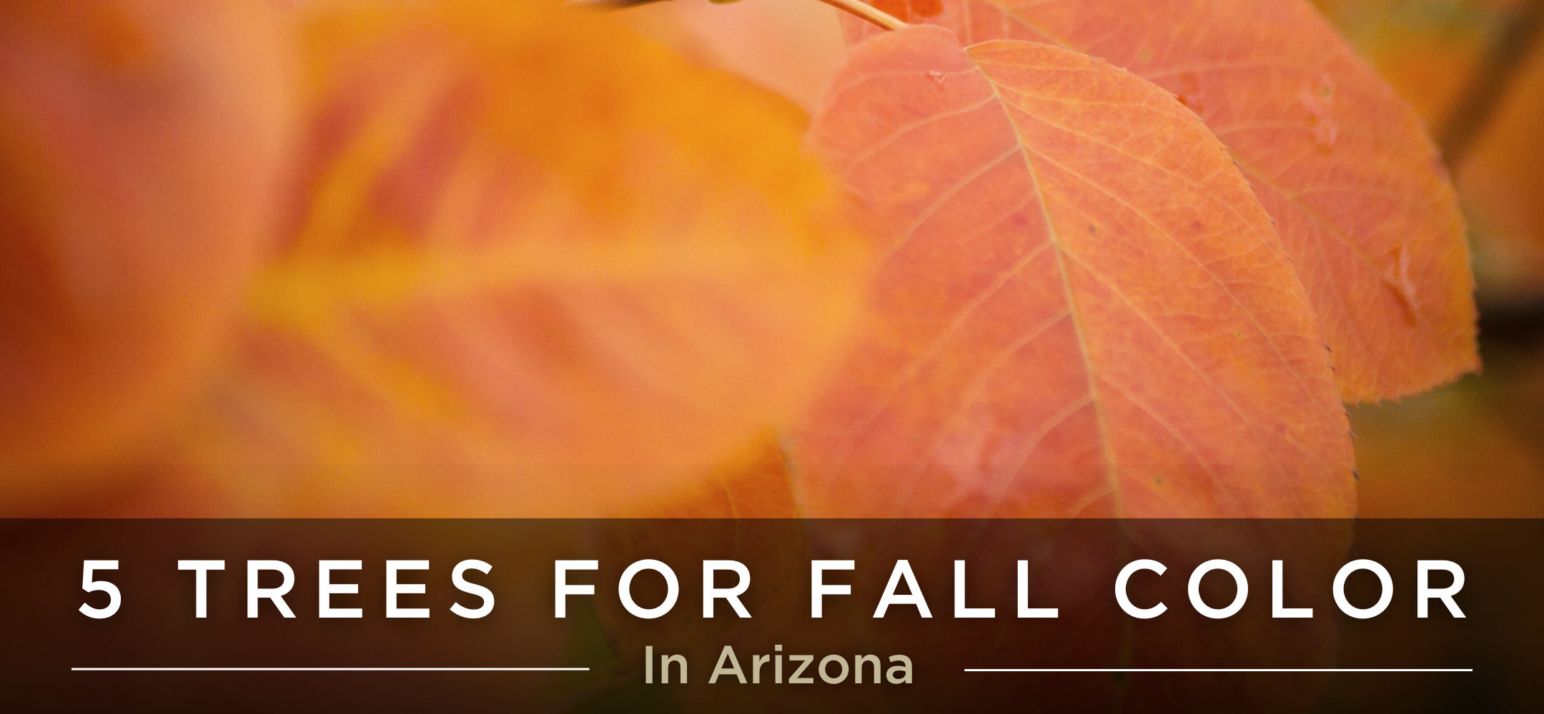 5 trees for fall colors header