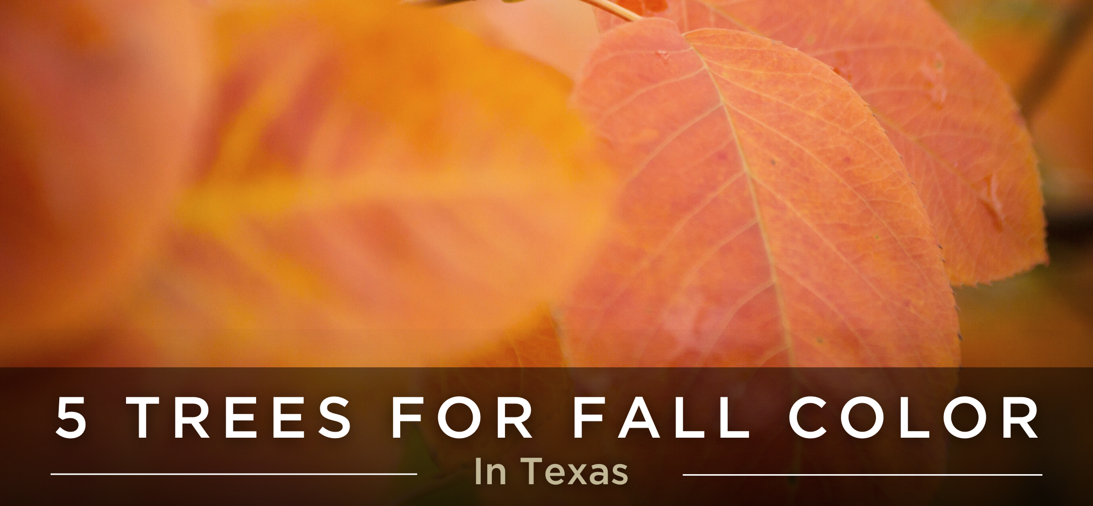 5 trees for fall colors in texas