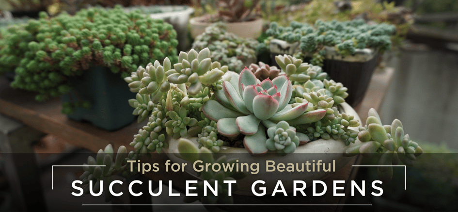 tips and ideas for designing succulent gardens