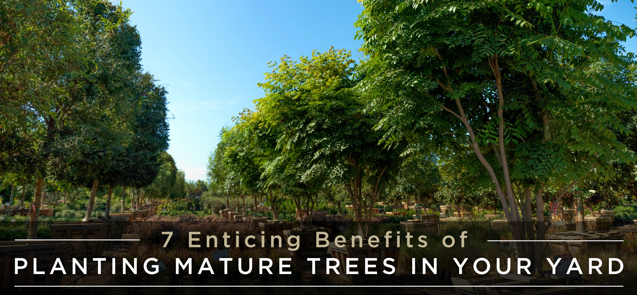 7 benefits to planting mature trees 