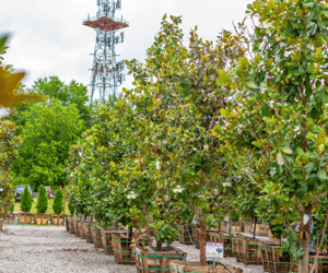 Little Gem Magnolia trees