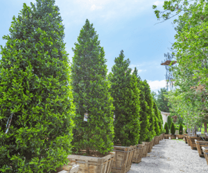 Carolina Cherry hedges