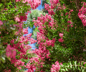 Crape Myrtle tree blooms