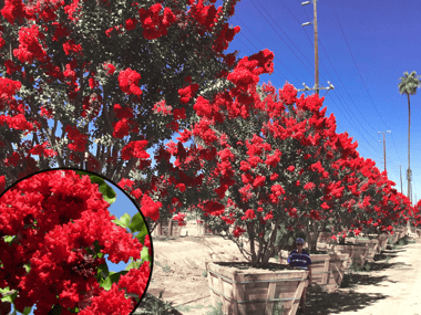 Red Flowering Dynamite Crape Myrtle