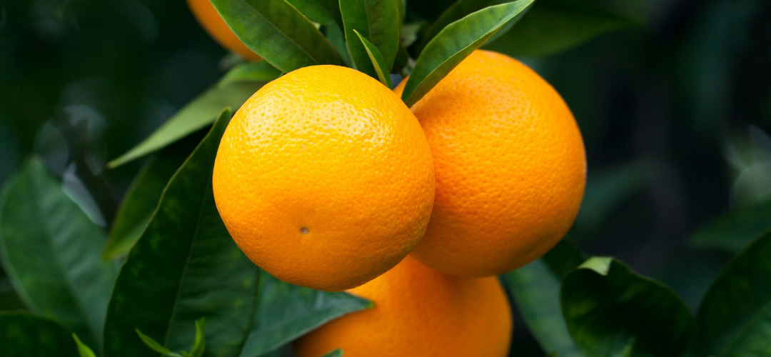 close up of oranges in nursery