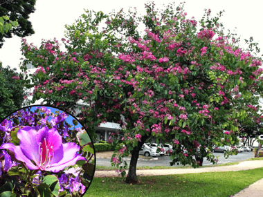 Orchid Tree with Purple Flowers