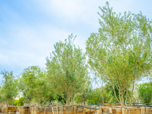 fruitless olive tree row