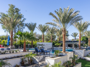 Resort-Style Date Palms Planted By Moon Valley Nurseries