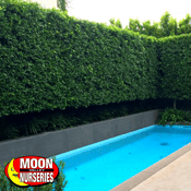 Indian Laurel Ficus Column Hedge around Pool